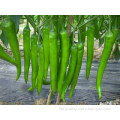 Hot chilli pepper seeds for growing